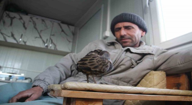 Limanda hareketsiz bulunan çulluk kuşuna balıkçılar sahip çıktı