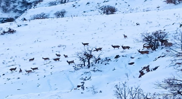 Malatyada kar altında yiyecek arayan yaban keçileri görüntülendi