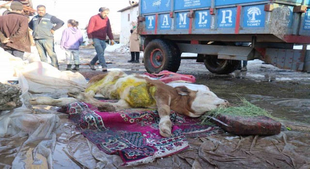Malatyada öldü denilen buzağı enkaz altından sağ kurtarıldı