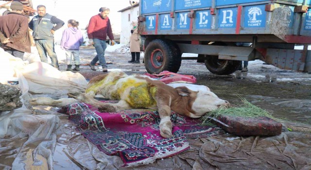 Malatyada öldü denilen buzağı enkaz altından sağ kurtarıldı