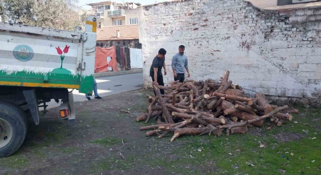 Manisada budanan ağaçlar depremzedeleri ısıtacak
