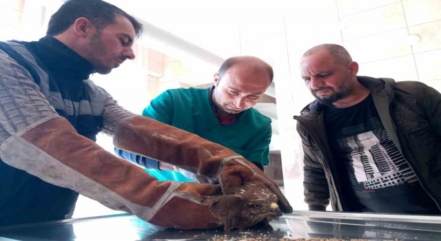 Manisada yaralı kızıl şahin tedavi altına alındı