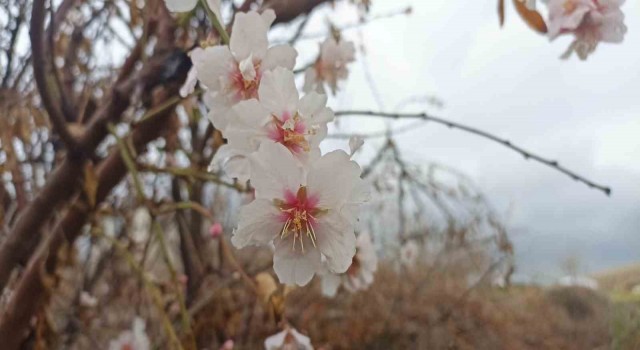 Mardinde kış ortasında çiçek açan ağaçlar şaşırttı