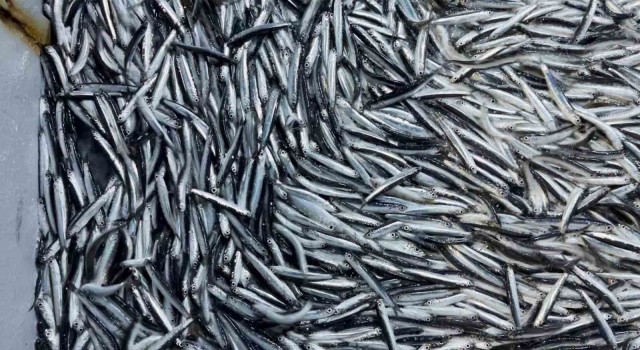 Marmara Denizi ile İstanbul ve Çanakkale Boğazlarında hamsi avcılığı durduruldu