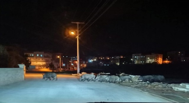 Mersinde aç kalan domuz sürüleri şehir merkezine indi
