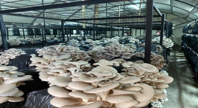 Orduda kültür mantarı üretimi yaygınlaşıyor