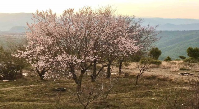 (ÖZEL) Bilecikte erken açan badem ağaçları havadan böyle görüntülendi