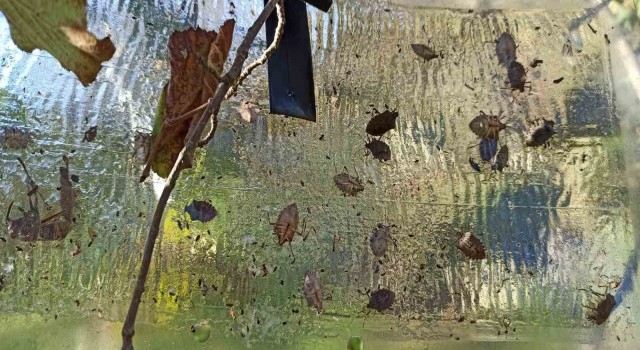 Samsunun bitkileri zararlılardan korunuyor