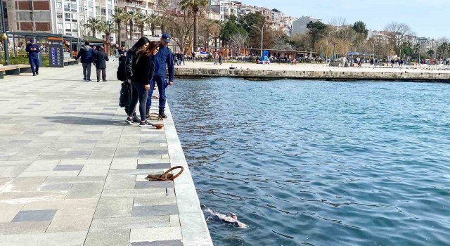 Sinopta ölü yunus sahile vurdu