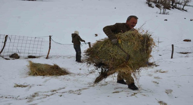 Şırnaklı besilerin ömrü yazın yaylada, kışın ilçede geçiyor