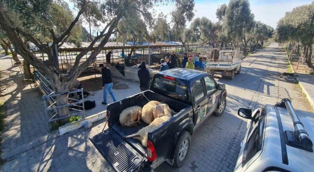 Sökede deprem bölgesi için başlatılan hayvan bağışına yoğun ilgi