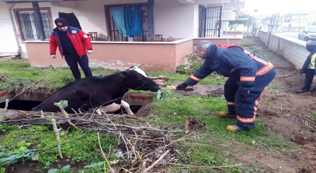 Su dolu çukura düşen inek, lahanayla kurtarıldı