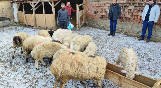 Suluovalı besicilerden depremzedelere destek için hayvan bağışı