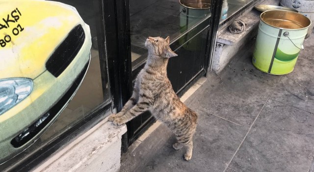 Taksi durağının maskotu Pilli mama diye kapıya dayanınca ortaya sıcak görüntüler çıktı