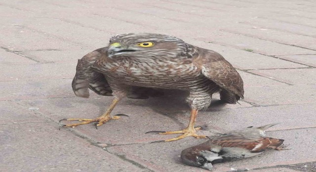 Tedavisi tamamlanan şahin doğal ortamına salındı