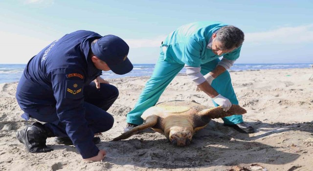 Tekirdağ sahilinde caretta caretta ölüsü bulundu