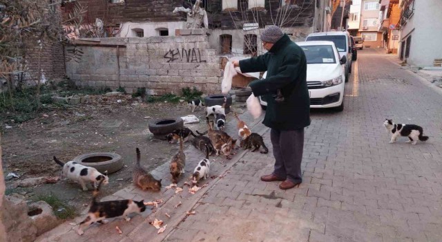 Tekirdağda kedi sokağı