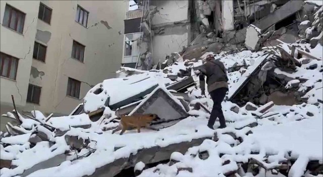 TSKya ait arama kurtarma köpekleri enkaz çalışmalarında görev alıyor