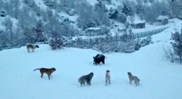 Tuncelide yerleşim yerine inen domuzlarla köpekler site bahçesini paylaşamadı