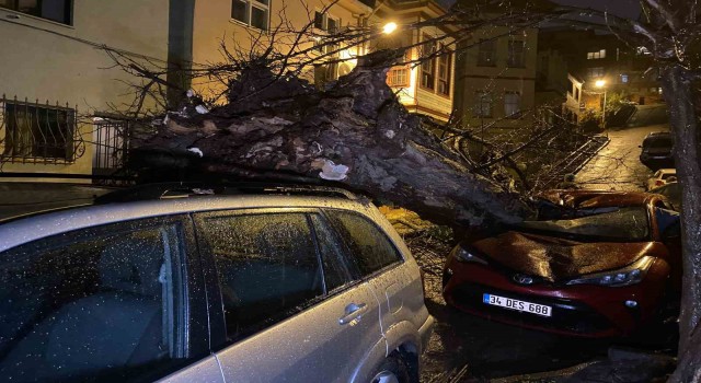 Üsküdarda yarım asırlık akasya ağacı 2 otomobilin üzerine devrildi
