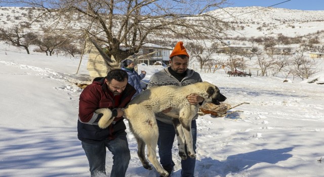 Van ekibi deprem bölgesinde yaralı hayvanları tedavi ediyor