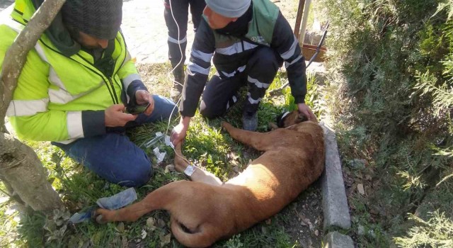 Yaralanan arama kurtarma köpeğine ilk müdahale Şile Belediyesinden