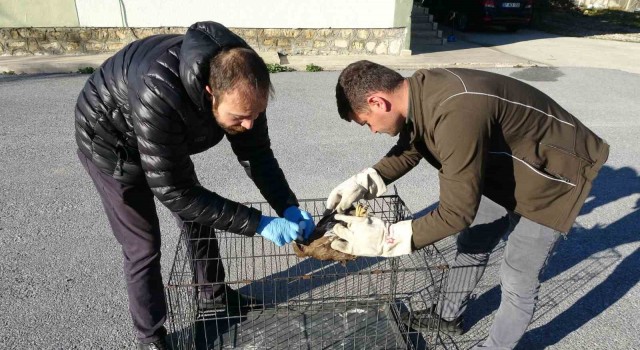 Yaralı ve hasta şahini Milli Parklara teslim ettiler