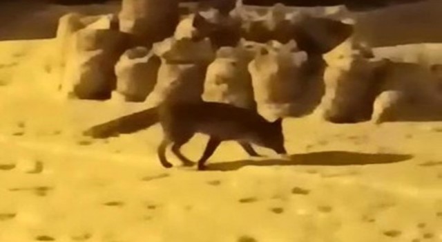 Yiyecek arayan tilki ilçe merkezine indi