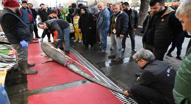3,5 metrelik yasaklı köpek balığının satışına ceza