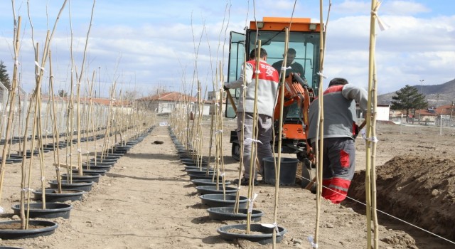 4 bin 500 Adet çınar fidanı Melikgaziye ağaç olacak