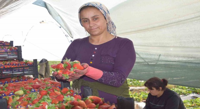 45 gün beklenip 6 ay hasat yapılıyor