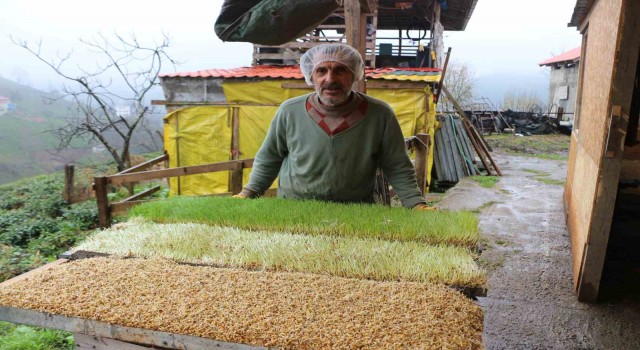 6 metrekarelik alanda hayvanları için yem üretiyor