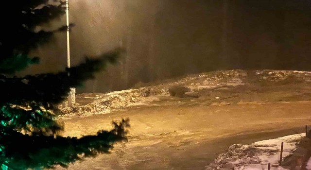 Aç kalan ayı tesise indi: Vatandaşlar ayıyı, Gel oğlum diyerek çağırdı