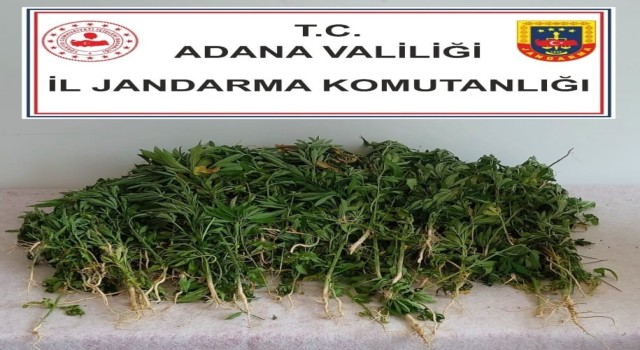 Adanada 106 kök kenevir bitkisi ele geçirildi