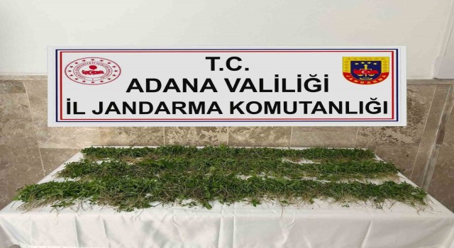 Adanada 3 bin 250 kök Hint keneviri ele geçirildi
