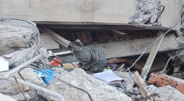 Adıyamanda deprem sonrası kediler enkazı terk etmiyor