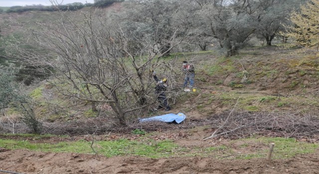 Ağaçtan düşen çiftçi hayatını kaybetti