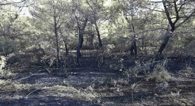 Akhisarda orman yangını çıkaran 3 kişi yakalandı