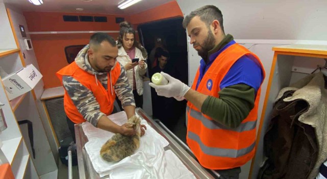 Antalya Büyükşehir Belediyesi veterinerleri Gaziantepte