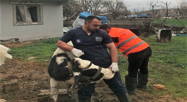 Antalya Büyükşehir Belediyesinden Gaziantepte veterinerlik hizmeti