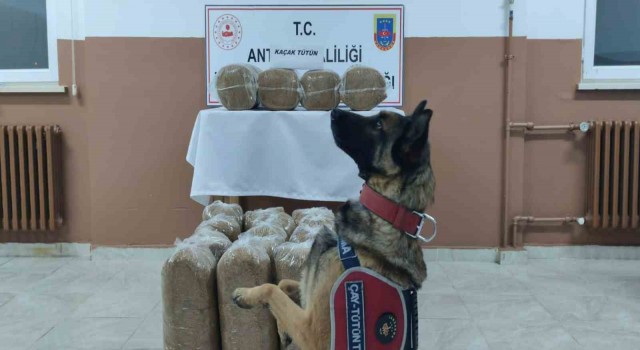 Antalyada kaçakçılıkla mücadele