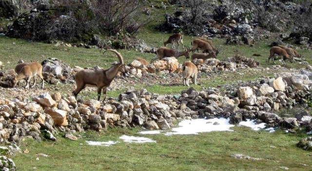 Antalya'da Mahallelinin Ürkek Misafirleri Yaban Keçileri