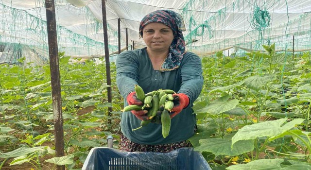 Antalyalı üretici kadınlar, Kadınlar Gününü serada ürün toplayarak geçirdi