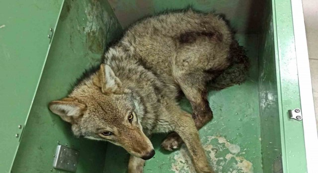 Ardahanda bulunan yaralı kurt tedavi altına alındı