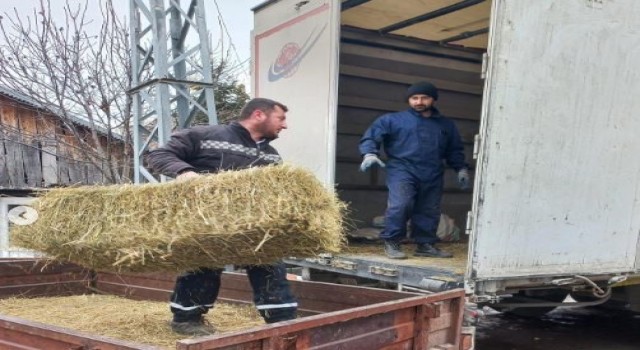 Ardahandan deprem bölgesine saman, yem ve 79 adet küçükbaş hayvan gönderildi