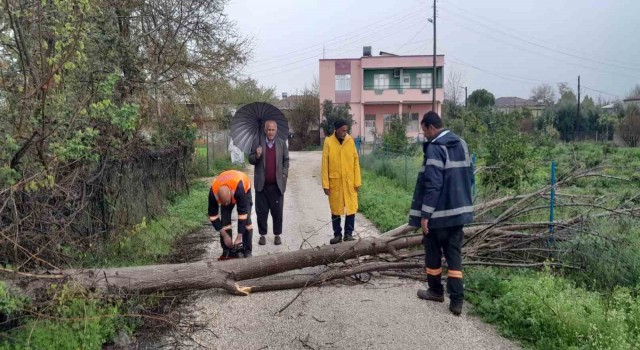 Aşırı rüzgar Kozanda ağaçları devirdi