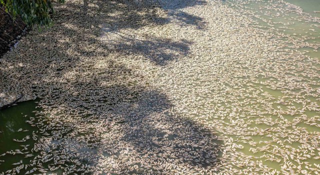 Avustralyadaki nehirde bulunan yüz binlerce ölü balık temizleniyor