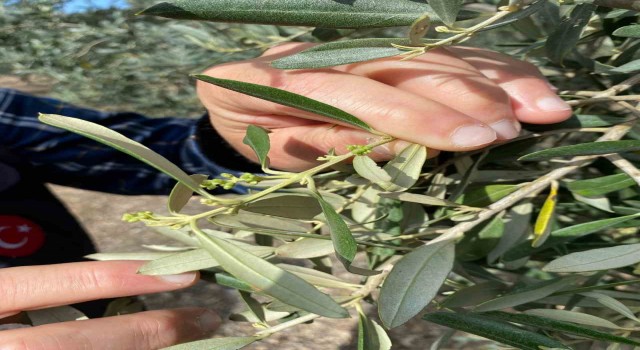 Aydında zeytin bahçeleri denetlendi, çiftçiler bilgilendirildi