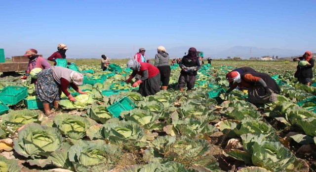 Aydının beyaz lahanası ilgi görüyor