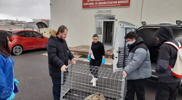 Bacağı kırık halde bulunan tilki tedavi edildi